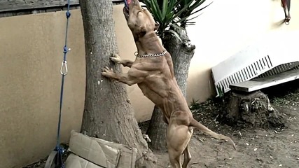 Pit Bull Power