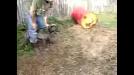 Hog Dogs