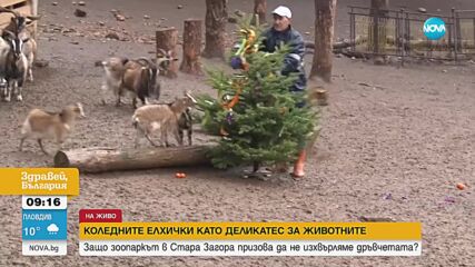 Старозагорският зоопарк: Дарете коледните си елхи като лакомство за животните