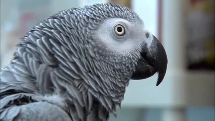 Светът на умните папагали