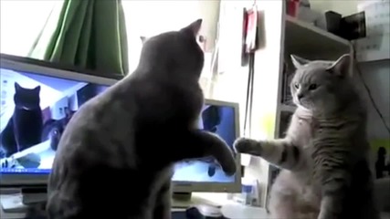 котки си говорят ! 
