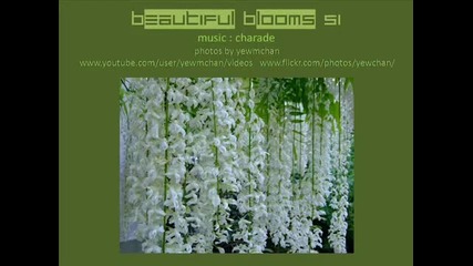 Beautiful Blooms