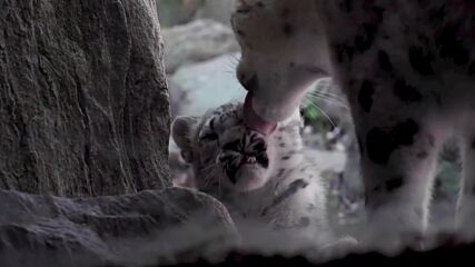 Бебета от редкия вид снежен леопард с дебют пред публика (ВИДЕО)