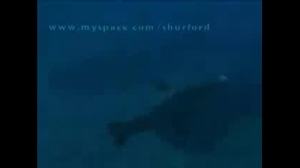 Чудовищни акули 2част