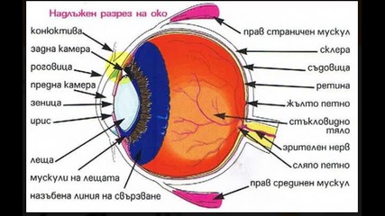 Зрението като метафора