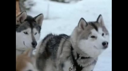 Snow Dogs 2