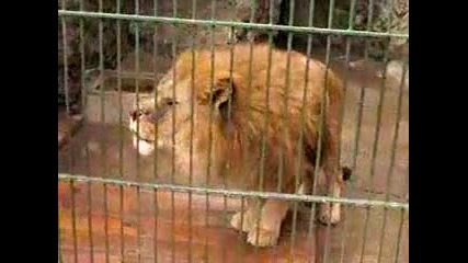 Лъв оплаква своя живот 