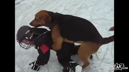 Dog Owns Little Ice Skater 