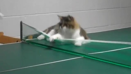 Котка Играе Пинг Понг