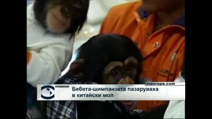 Бебета - шимпанзета пазаруваха в китайски мол 