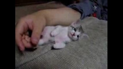 Много Сладки Котета