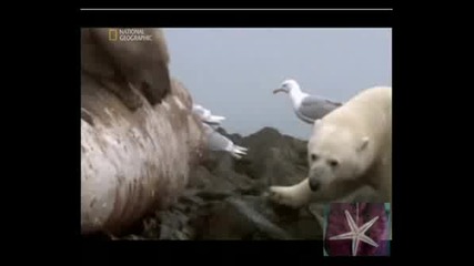 ! Ловец И Жертва - Арктически Нападения - 3