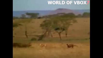 Гладен циганин взима плячката на гепард