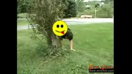 Лудак