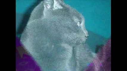 (mv) My Cat (mv)