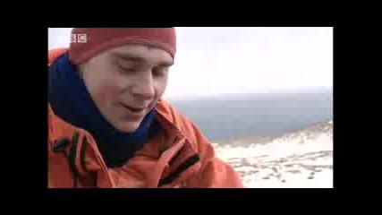 Atlantic Albatross - extreme animals - Bbc wildlife