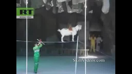 Monkey and goat show