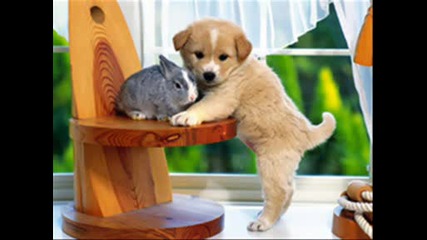 Animals
