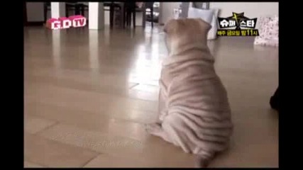 G-dragon Loves Gaho