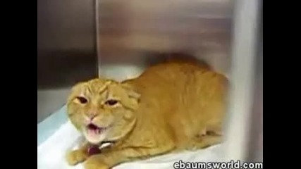 Много Агресивна Котка Vbox7 