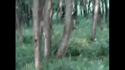 По Дирята На Заек