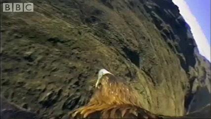 Real birds eye view! Golden Eagle in flight - Animal Camera - Bbc 