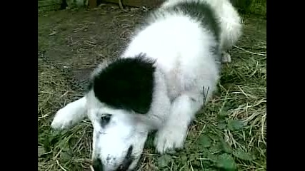 Тара - Българско овчарско куче Бок