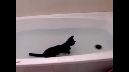 Лудо коте,  обича вода