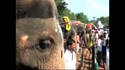 Над 40 индийски слона бяха изпратени на здравословен лагер