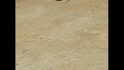 Cat vs snake