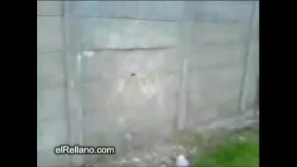 Ако имаш нужда да се посмееш, това е твоето видео