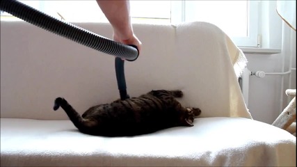 Почистване на любимата котка с прахосмукачка