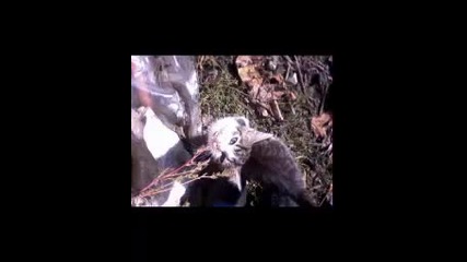 My Love-my cats