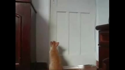 Котка Сама Си Отваря Вратата