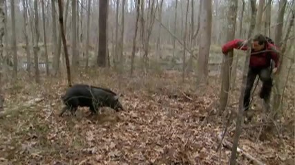 Ultimate Survival - Bear vangt een wild zwijn