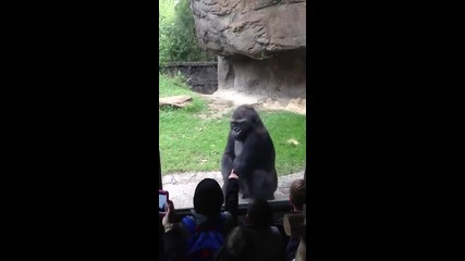 Реакцията на горила ,стига сте крещяли надухте ми главата! Смях