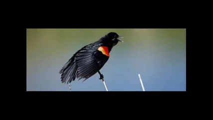 Повече от 1000 мъртви дроздове паднаха от небето на Арканзас 