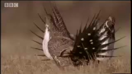 Mate selection How animals fight disease - Battle of the Animal Sexes - Bbc Wildlife 