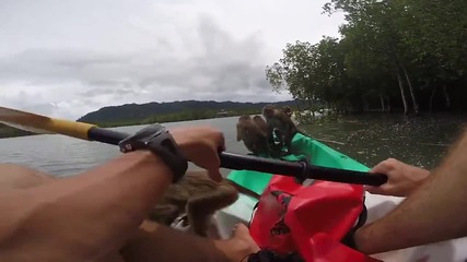Гладни маймуни превземат лодка