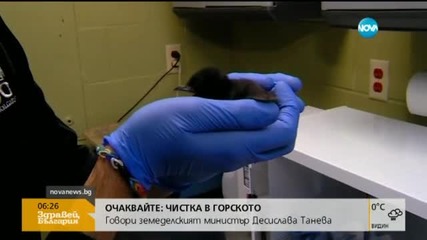 Кръстиха бебе-пингвин на Дейвид Бауи