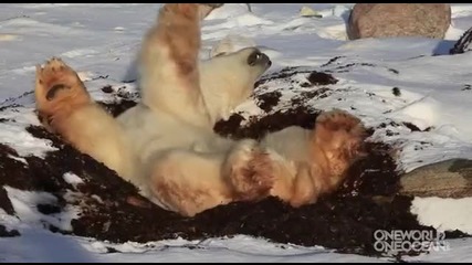 бяла мечка на почивка))))