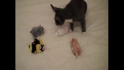 Мишки атакуват котка