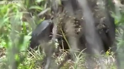 природата -дублиран на италиански-