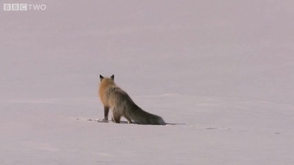 Лисица ловува в снега! Hq! 