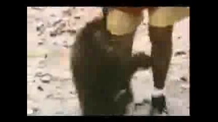 Много Смешни Животни
