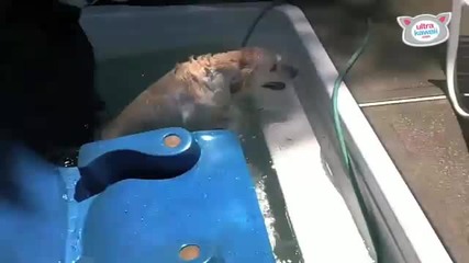 Scout The Water Dog - Ultra Fur 