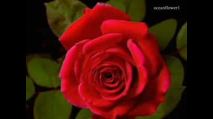 Розата - най - красивото творение