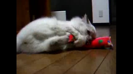 Котка Неси Дава Играчката