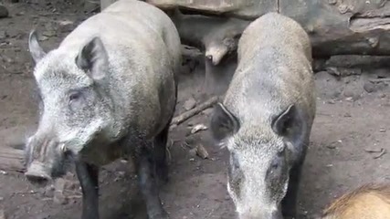 Free Animals - Awesome Nature 