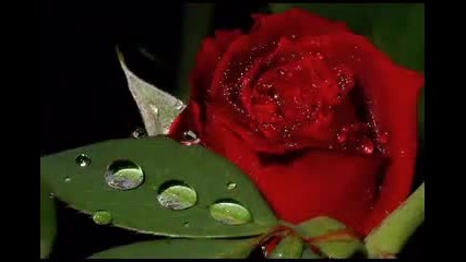 Amor Amor Велика песен!